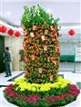 三水年桔年花摆设