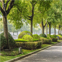 顺德小区绿化