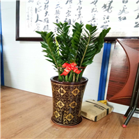 顺德花木出租a顺德绿植租摆