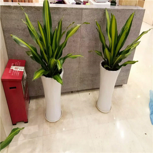 顺德花木租摆a顺德绿化苗木销售