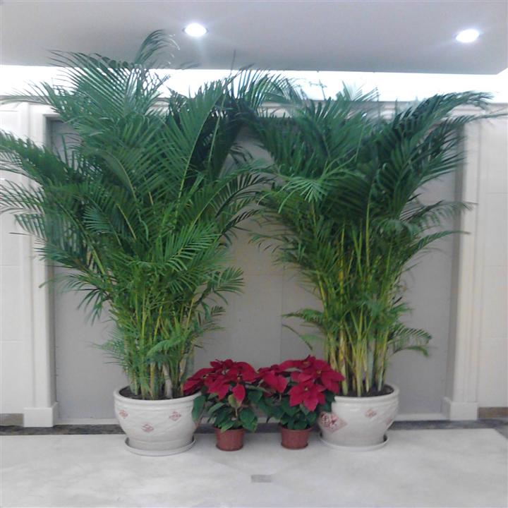 佛山室内观叶植物租赁