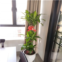 佛山室内植物租赁公司