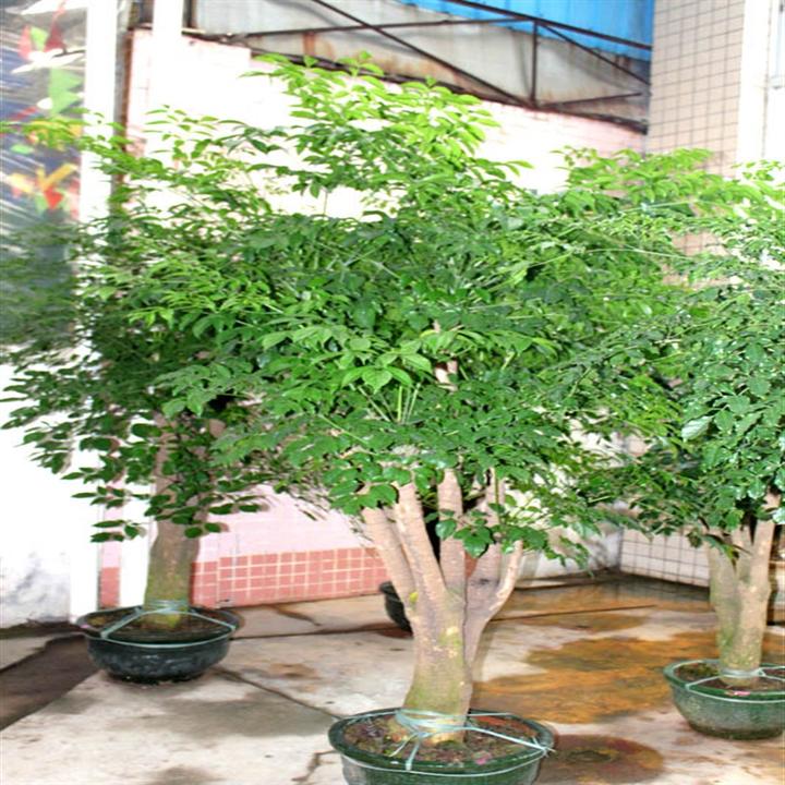 顺德租花价格a顺德花木出租