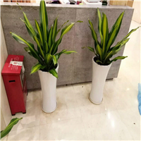 顺德花木租摆a顺德绿化苗木销售