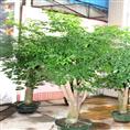 顺德租花价格a顺德花木出租