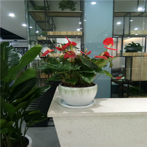 禅城花木出租a南海边坡绿化