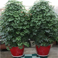 佛山花木出租电话a顺德租花