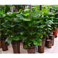 佛山禅城绿化a佛山植物大绿萝
