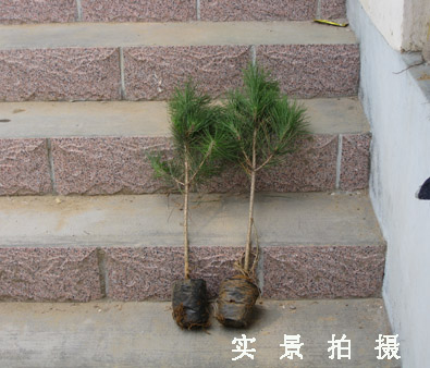 山东黑松苗 