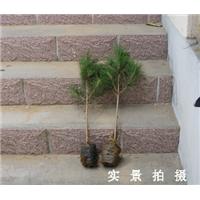 山东黑松苗 