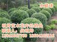 金叶水蜡丨东北金叶水蜡价格丨金叶水蜡基地