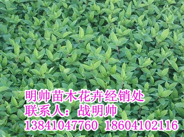 木绣球丨东北木绣球丨辽宁木绣球销售