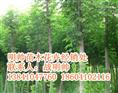 榶槭丨东北榶槭价格丨辽宁优质榶槭基地