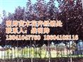 紫叶稠李丨辽宁紫叶稠李价格丨紫叶稠李基地