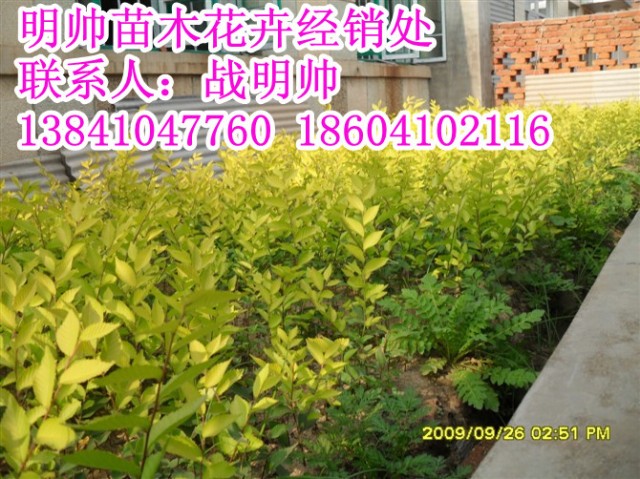 金叶榆树丨东北金叶榆树价格丨优质金叶榆树