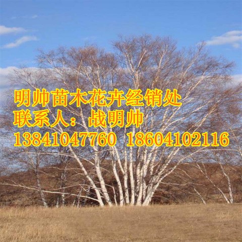 白桦丨东北优质白桦价格丨白桦基地