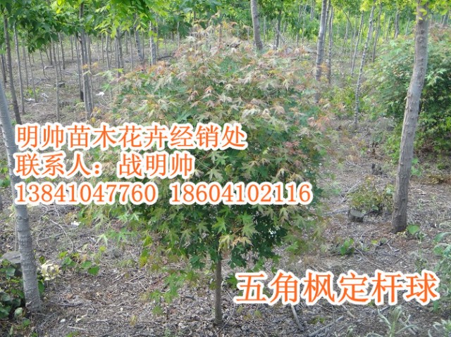 五角枫丨东北五角枫丨辽宁五角枫销售
