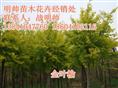 金叶榆树丨东北金叶榆树价格丨优质金叶榆树