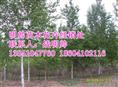 白桦丨东北优质白桦价格丨白桦基地