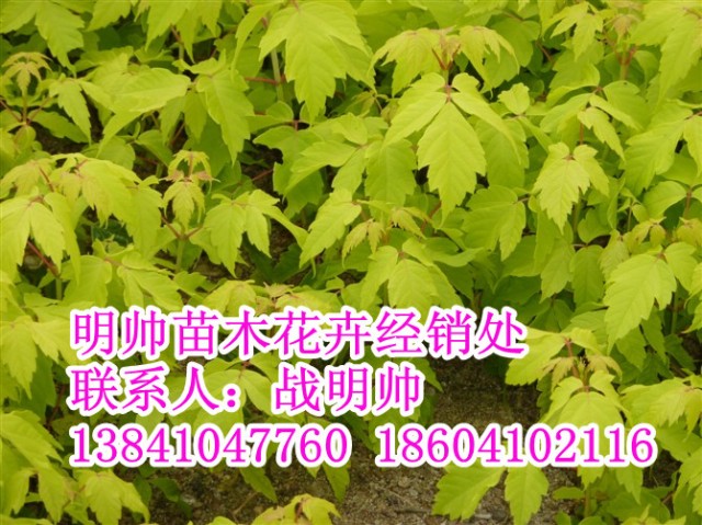 金叶榶槭丨东北金叶榶槭价格丨金叶榶槭基地