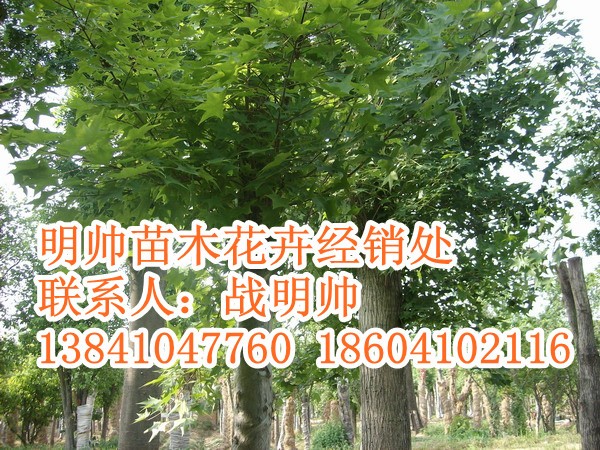 五角枫丨东北五角枫丨辽宁五角枫销售