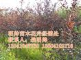 紫叶稠李丨辽宁紫叶稠李价格丨紫叶稠李基地