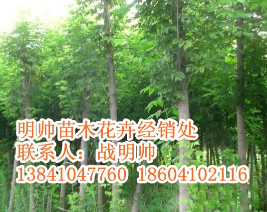 榶槭丨东北榶槭价格丨辽宁优质榶槭基地