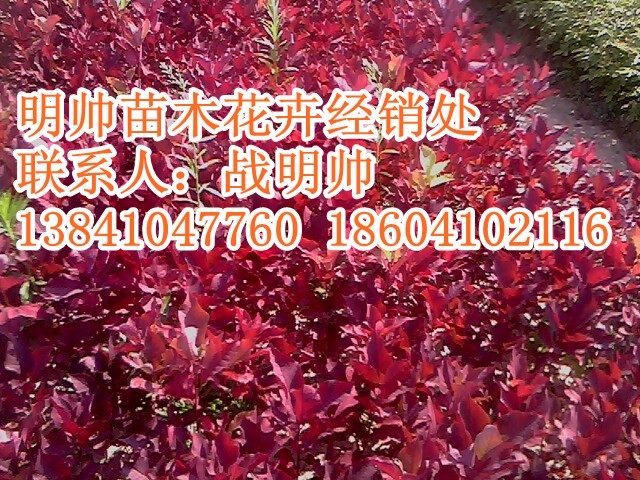 紫叶稠李丨辽宁紫叶稠李价格丨紫叶稠李基地