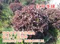 红叶李丨东北红叶李价格丨东北红叶李基地