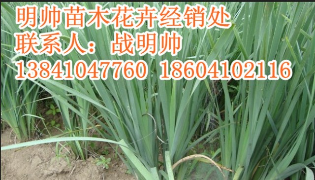 马莲丨东北马莲丨辽宁优质马莲销售
