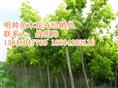 榶槭丨东北榶槭价格丨辽宁优质榶槭基地