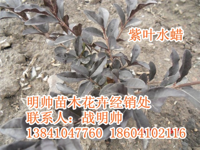 紫叶水腊丨东北紫叶水腊价格丨紫叶水腊基地