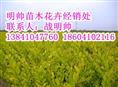 金叶水蜡丨东北金叶水蜡价格丨金叶水蜡基地