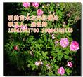 多季刺梅丨东北多季刺梅价格丨东北多季刺梅