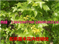 五角枫|东北五角枫|东北优质五角枫 