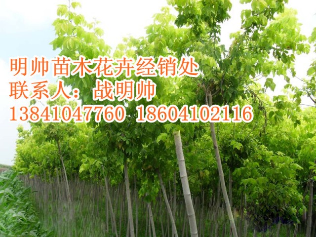 榶槭丨东北榶槭价格丨辽宁优质榶槭基地