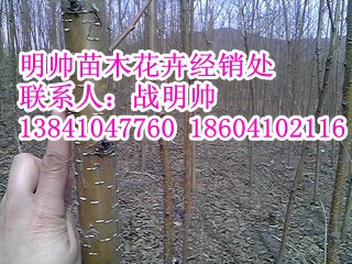 山桃稠李丨辽宁山桃稠李价格丨山桃稠李基地