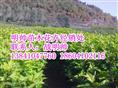 金叶风箱果丨东北金叶风箱果出售
