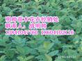 蓝叶忍冬丨东北蓝叶忍冬丨优质蓝叶忍冬