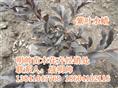 紫叶水腊丨东北紫叶水腊价格丨紫叶水腊基地