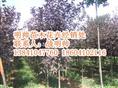紫叶稠李丨辽宁紫叶稠李价格丨紫叶稠李基地