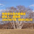 白桦丨东北优质白桦价格丨白桦基地