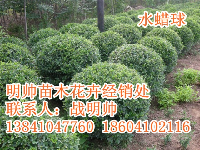 金叶水蜡丨东北金叶水蜡价格丨金叶水蜡基地