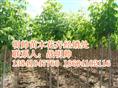 榶槭丨东北榶槭价格丨辽宁优质榶槭基地