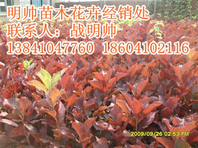 紫叶稠李丨辽宁紫叶稠李价格丨紫叶稠李基地