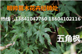 五角枫|东北五角枫|东北优质五角枫 