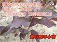 紫叶稠李丨辽宁紫叶稠李价格丨紫叶稠李基地