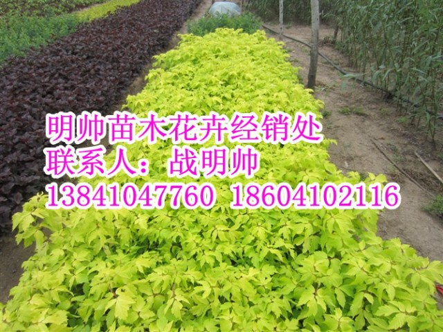 辽宁金叶复叶槭丨东北金叶复叶槭出售