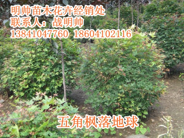 五角枫丨东北五角枫丨辽宁五角枫销售