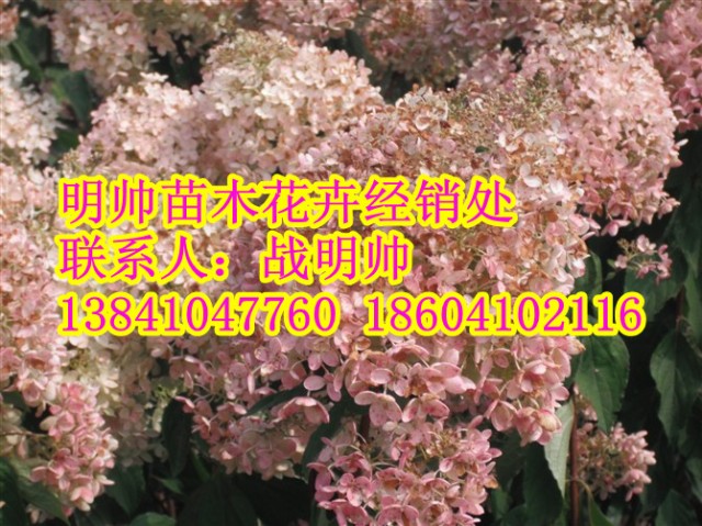 木绣球丨东北木绣球丨辽宁木绣球销售